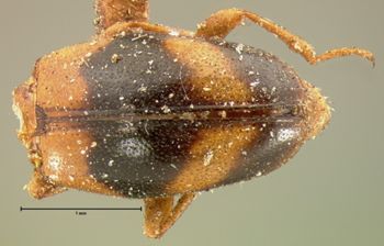 Media type: image;   Entomology 8238 Aspect: habitus dorsal view